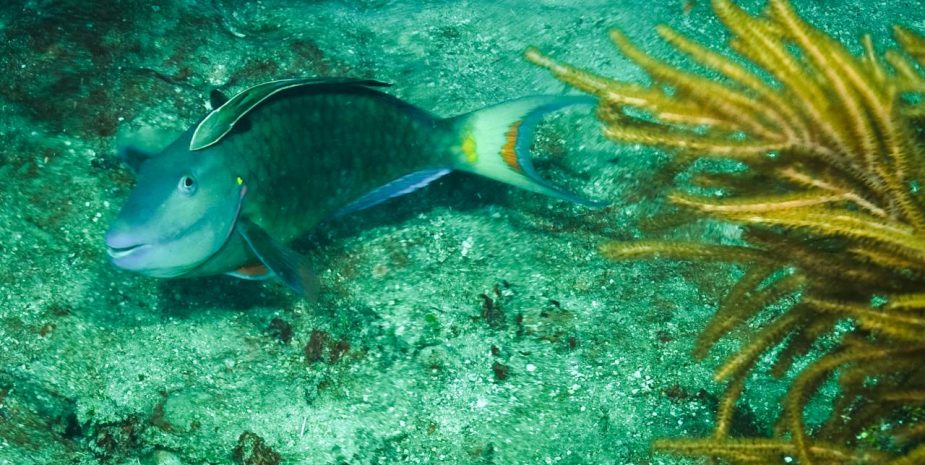 stoplight-parrotfish-with-sharksucker-remora_4067181524_o